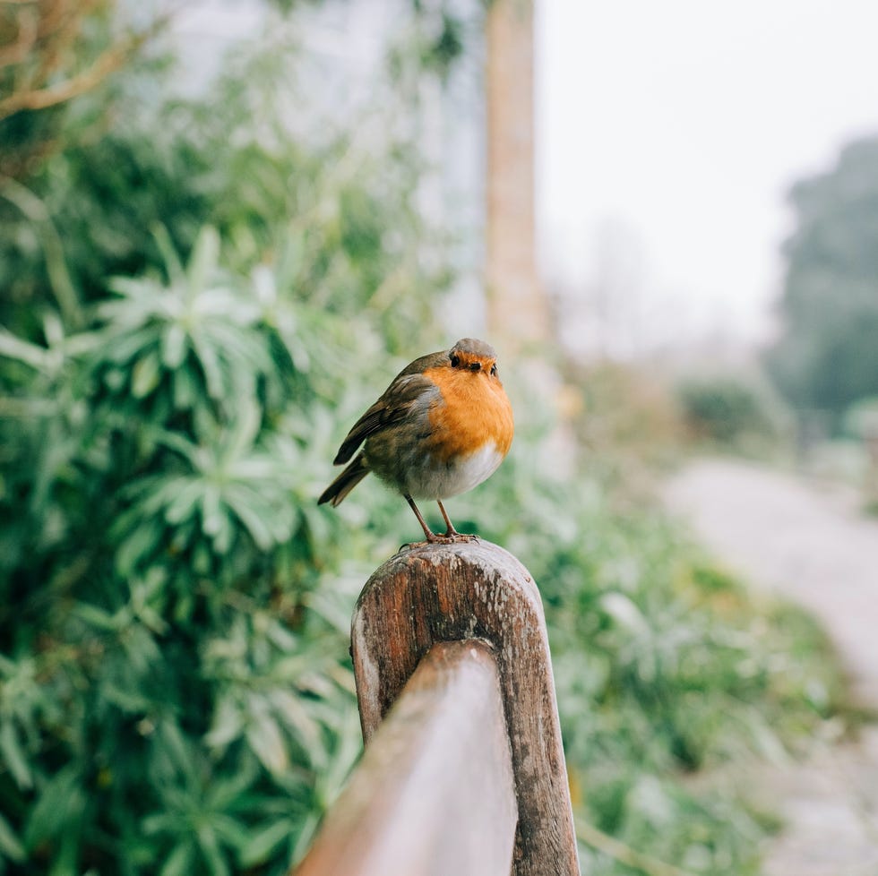 Robin perched on a bench in an English garden robin perched on a bench in an english garden