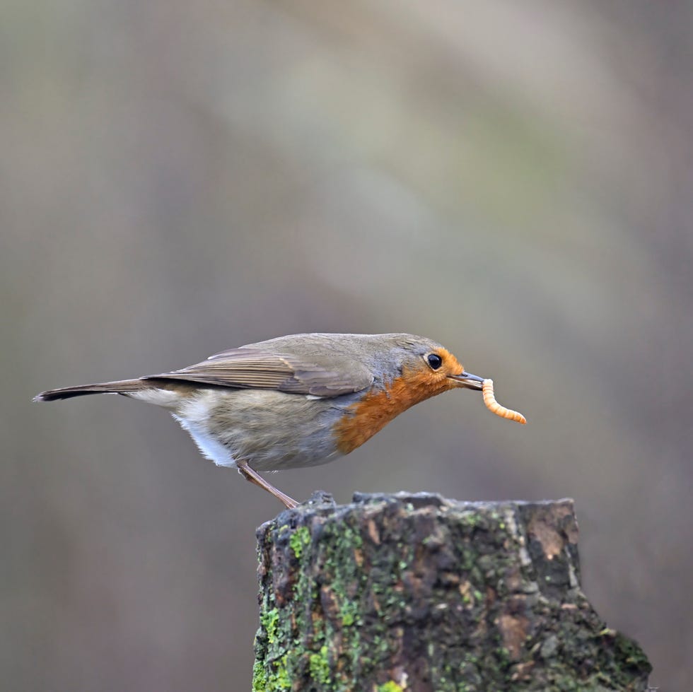robin that has caught an insect larva robin that has caught an insect larva