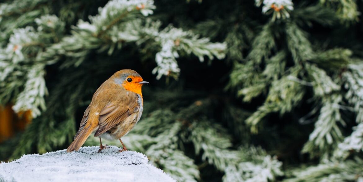The £1 Secret To Attracting Robins To Your Garden The £1 Secret To Attracting Robins To Your Garden