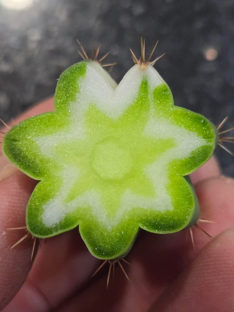 When you wish upon a star.. Makes no difference who you are.. Anything your heart desires.. Will come to you...🎵