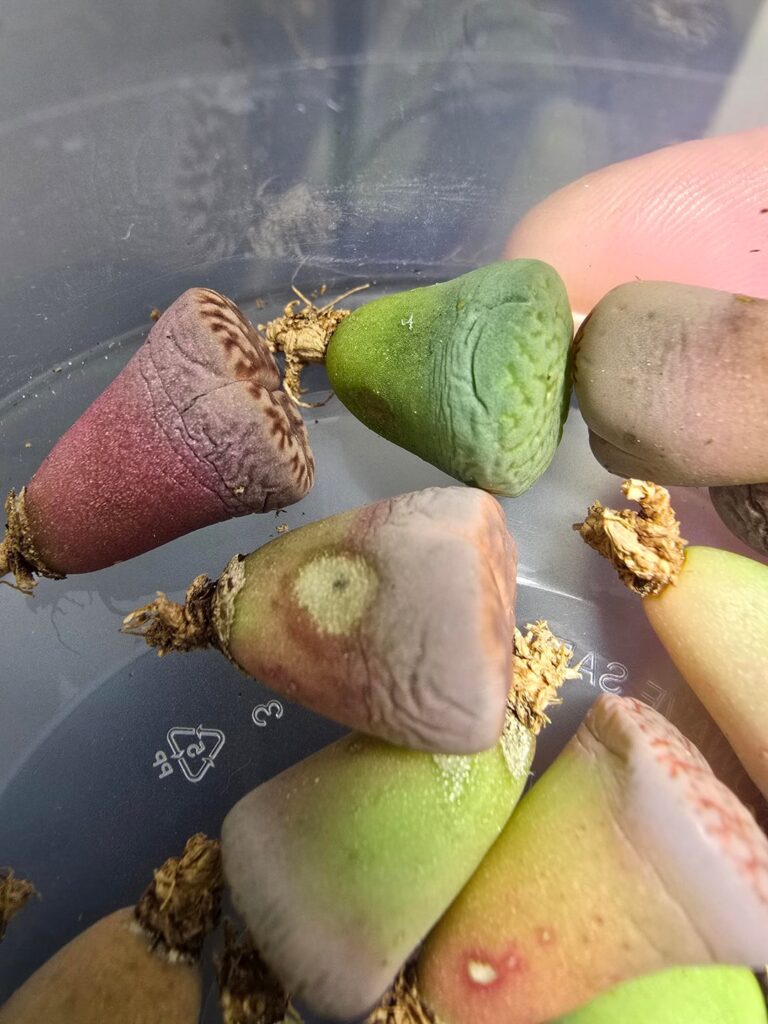 Spotty Lithops Spotty Lithops