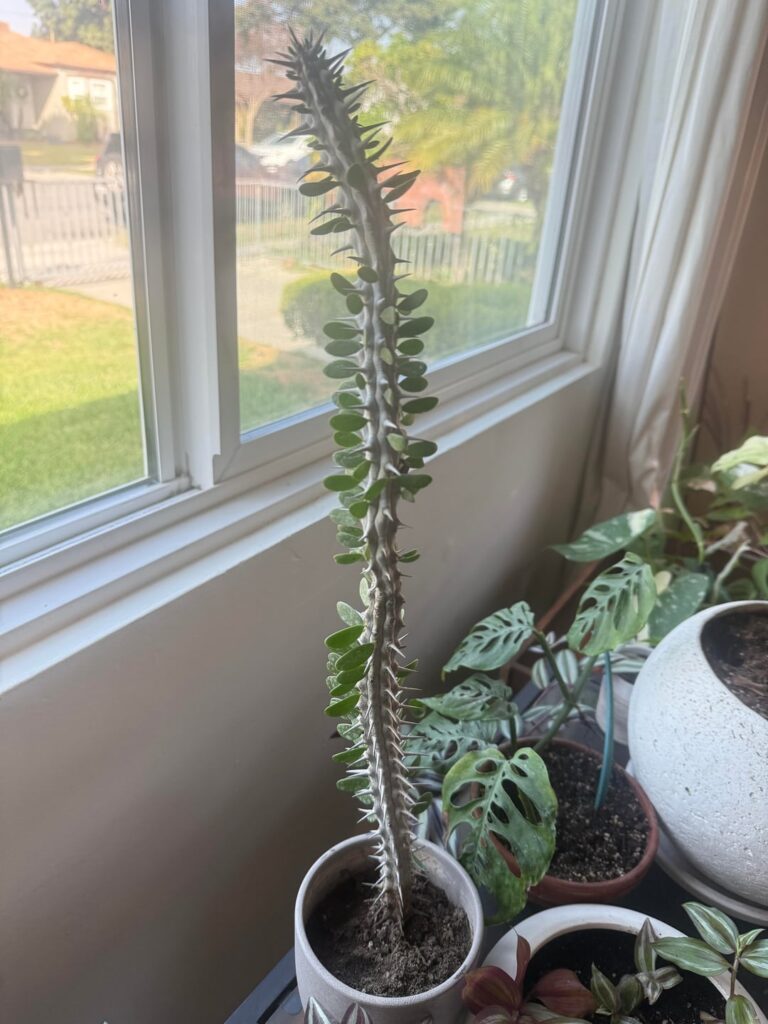 Plant ID? I showed my in-law a huge cactus I saw in Venice, CA and a few weeks later gifted me this small one… I believe it’s the same one!