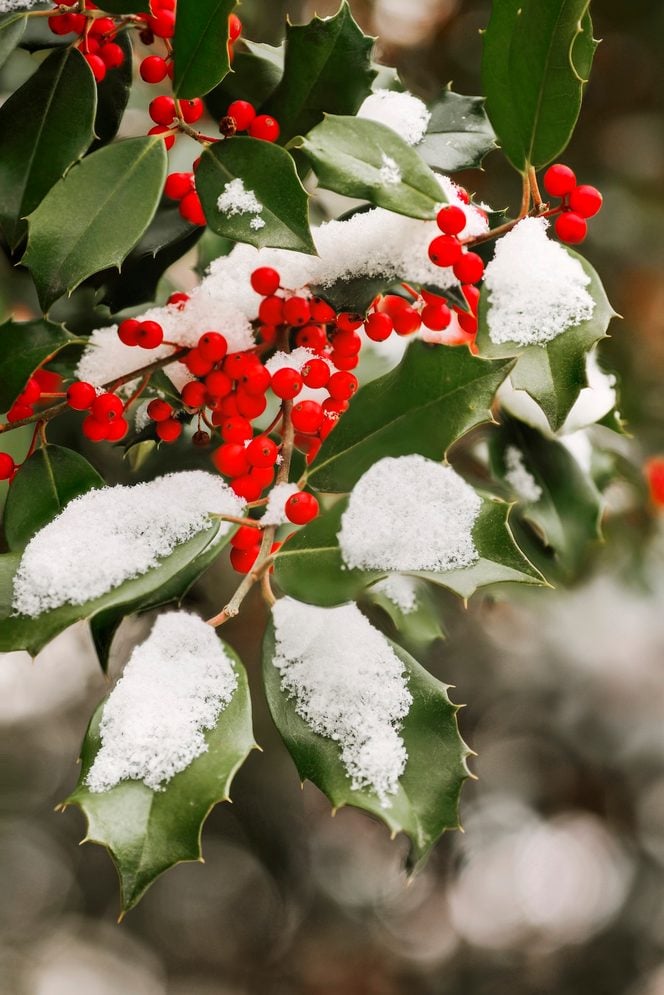 American,holly,(ilex,opaca),with,red,berries.
