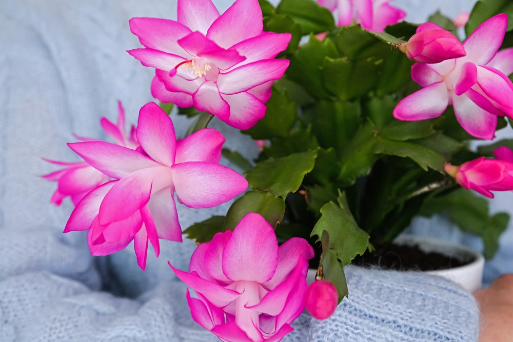 Christmas Cactus with vibrant pink flowers