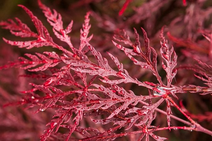 Close,up,of,the,japanese,maple,(acer,palmatum),,specifically, marcescent