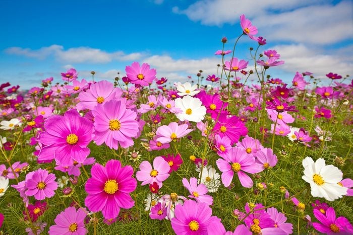 Shutterstock 41679535, bicolor flowers