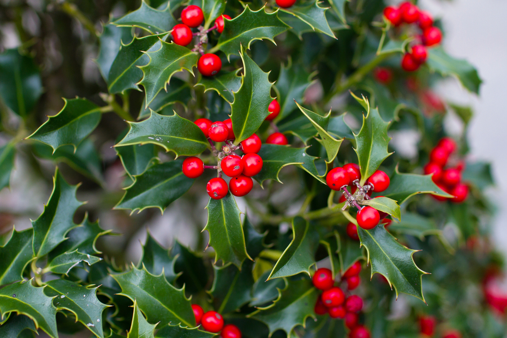 Holly plant with red berries up close