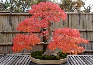 Growing a tree on your balcony: This pot growing species is perfect for decorating small spaces