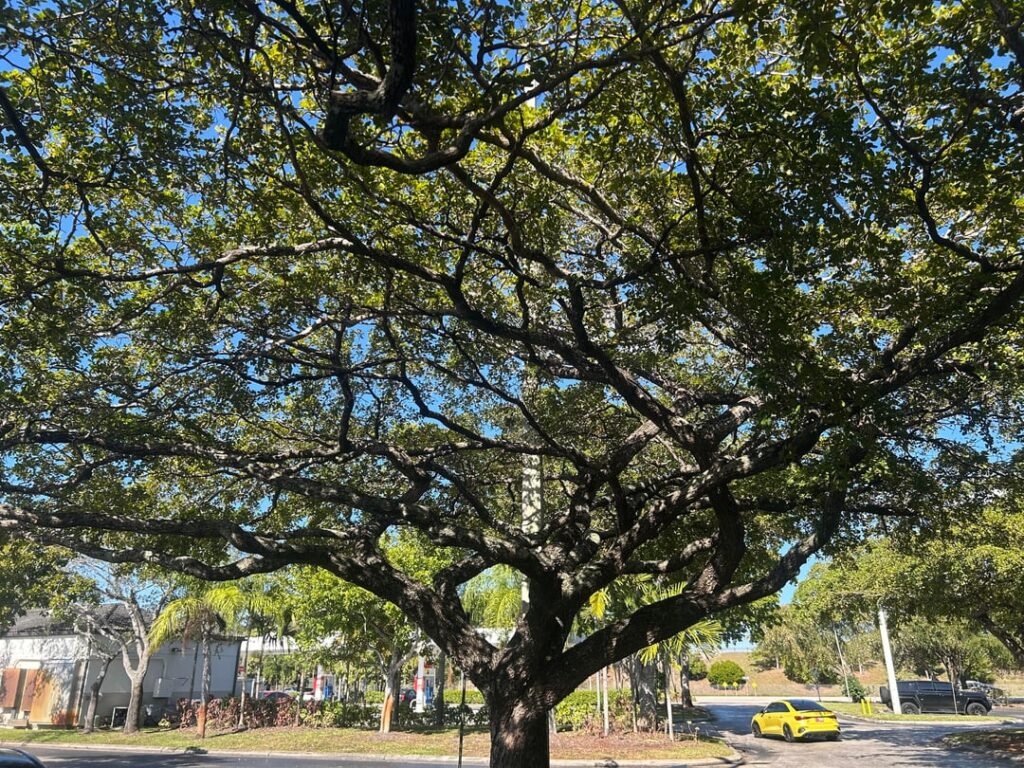 Manmade trim job or natural growth?