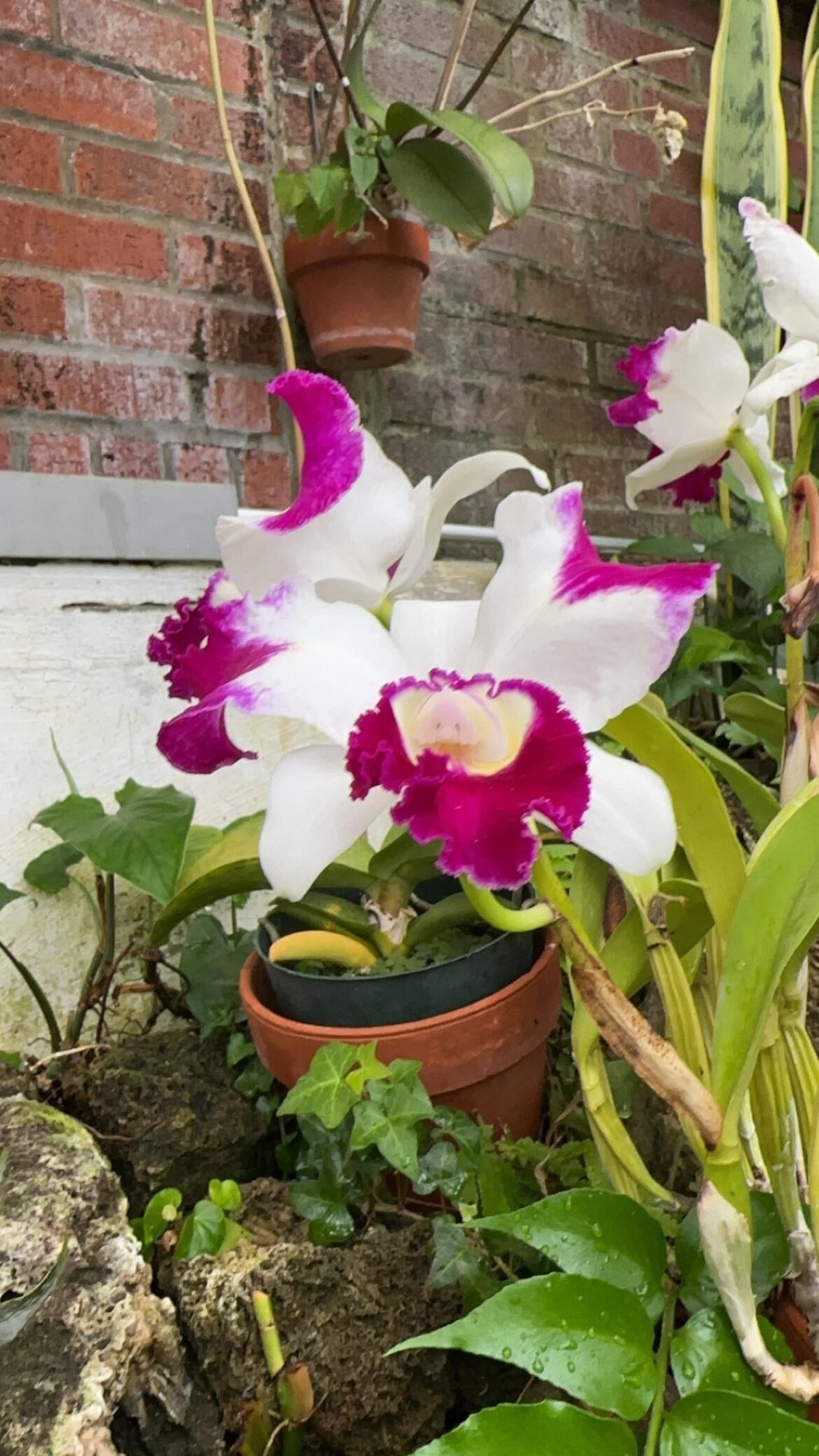 Post Your Best Greenhouse Plant