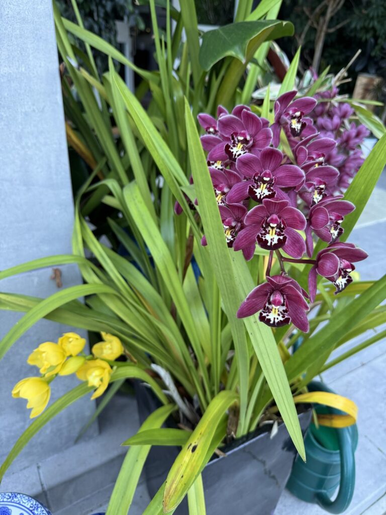Some outdoor orchids