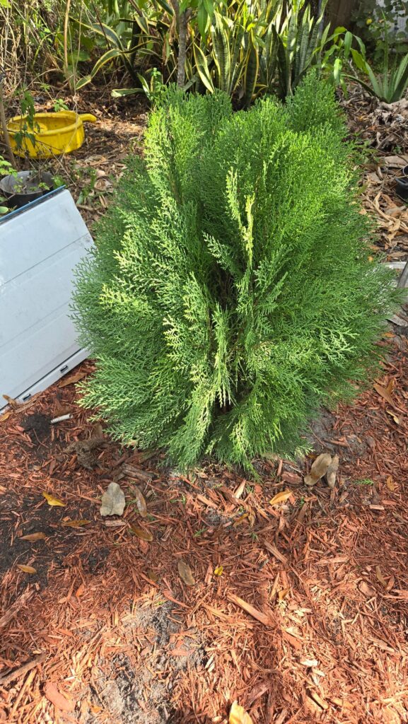 How often do I water these