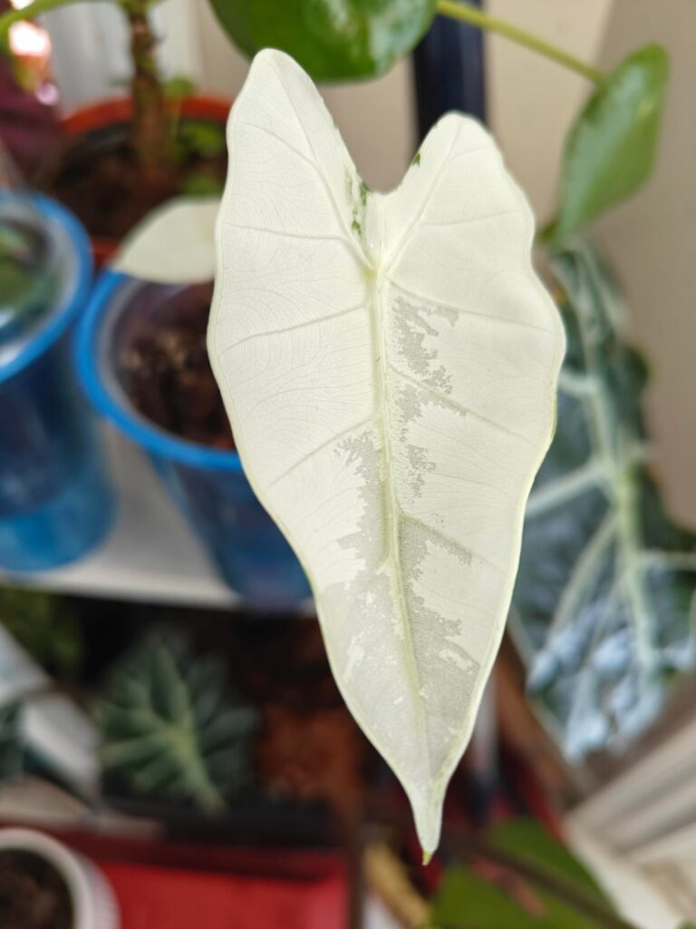 I get edema everytime I water my frydeks