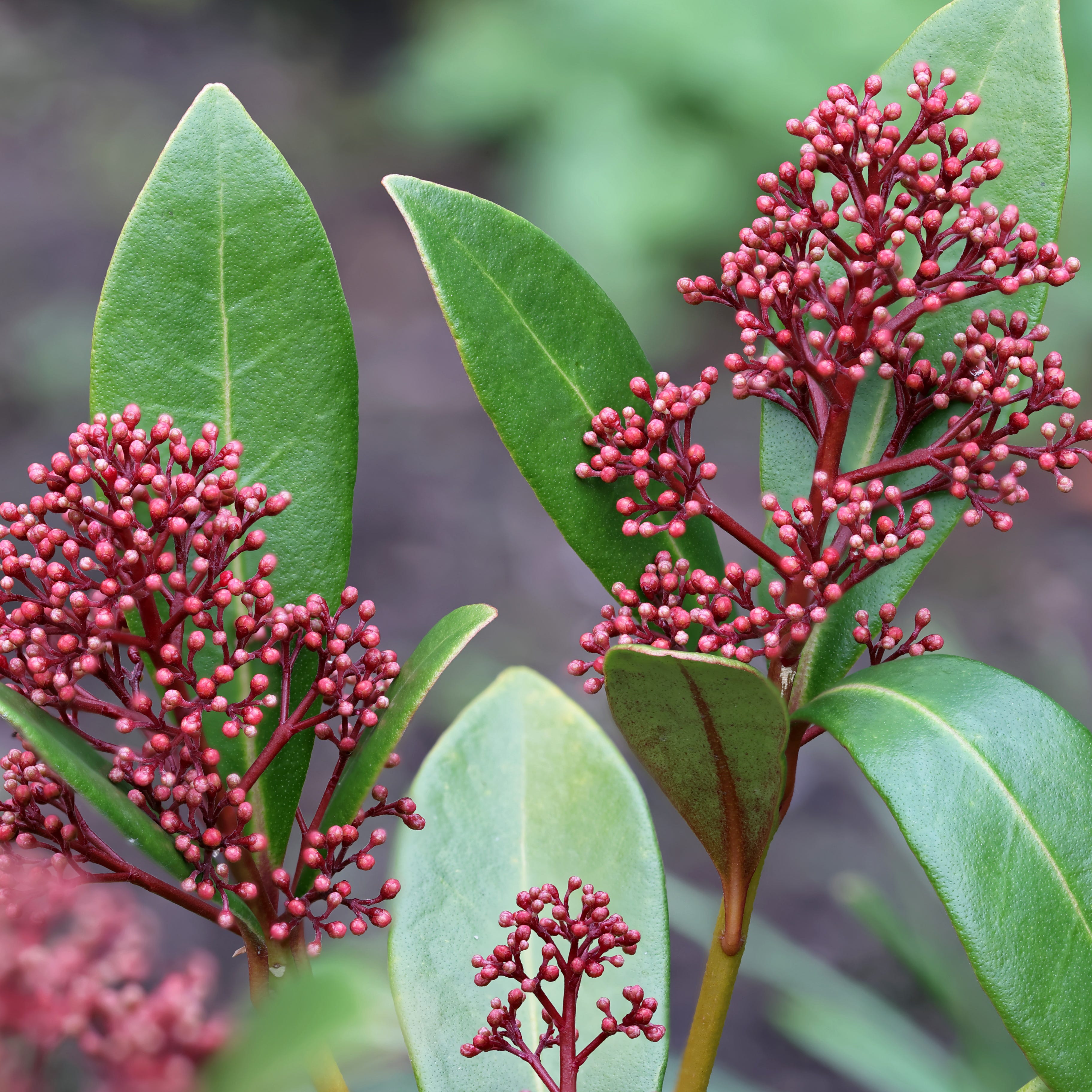 skimmia japonica in a garden