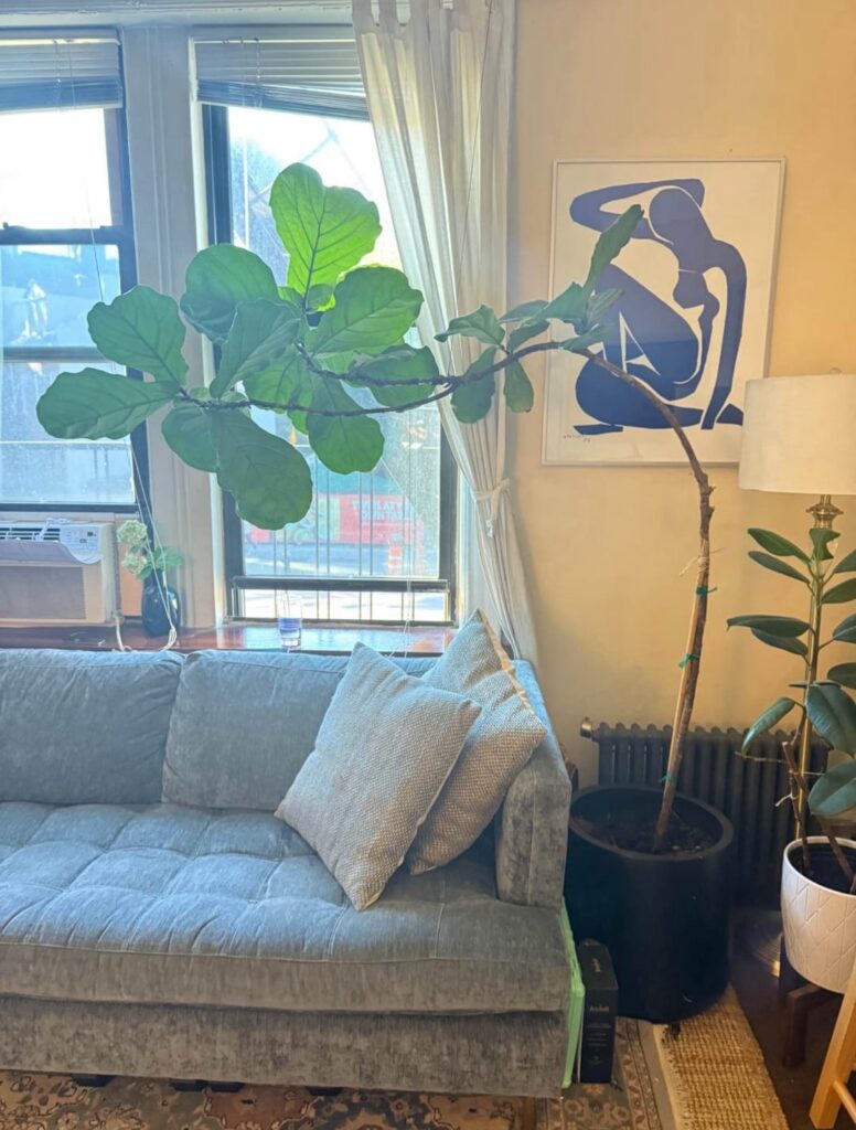 About to move a 5-Year-Old Fiddle Leaf Fig… what should I expect?