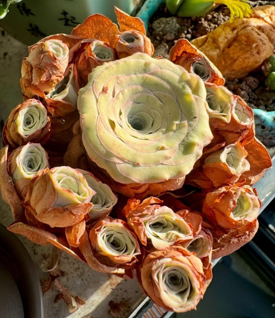 Greenovia dodrantalis- from summer dormancy to winter growing season