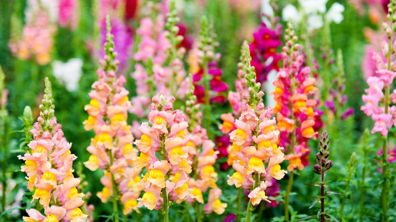 colorful snapdragons