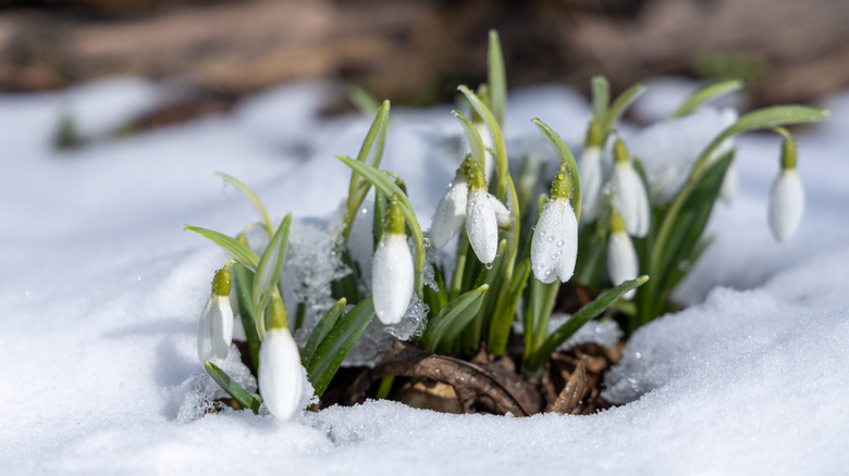 Snowdrop flowers blooming in the snow