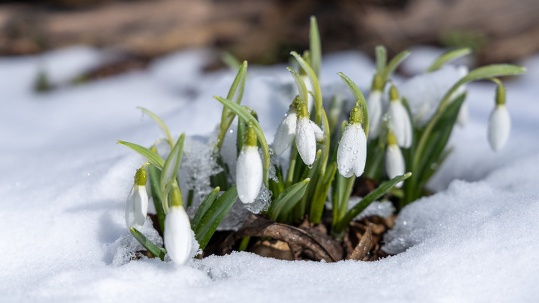White snowdrop flowers pushing through a layer of snow
