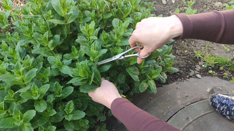 hands cutting back mint plant