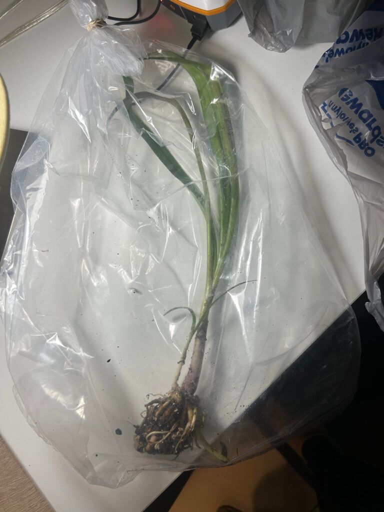 Unknown Pond Plant