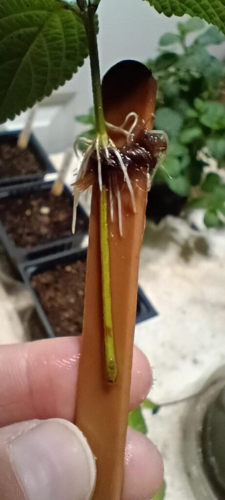 I think I have discovered a way to get lantana cuttings to root faster and more vigorously.