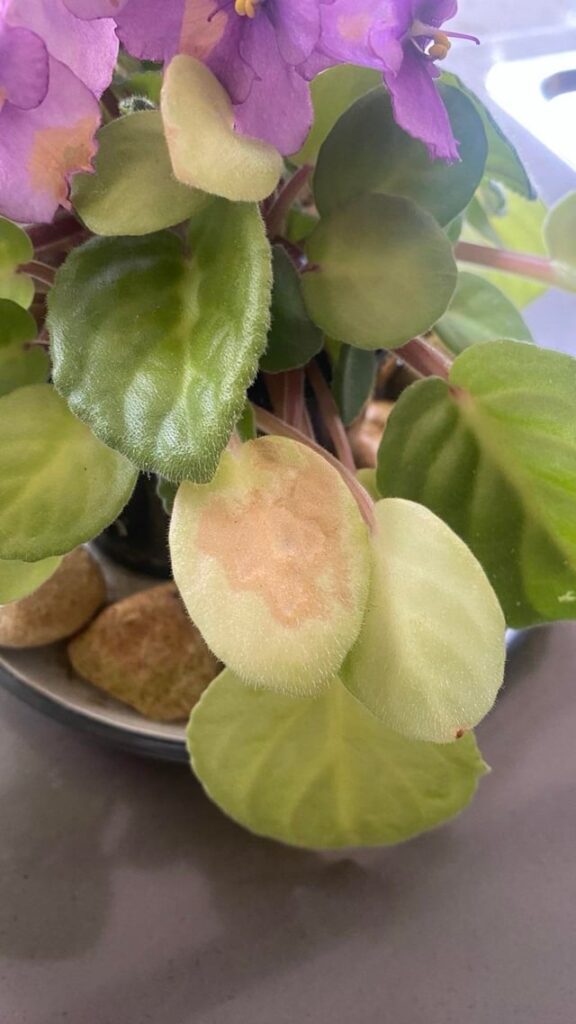 What is causing this brown spot? New AV enthusiast!