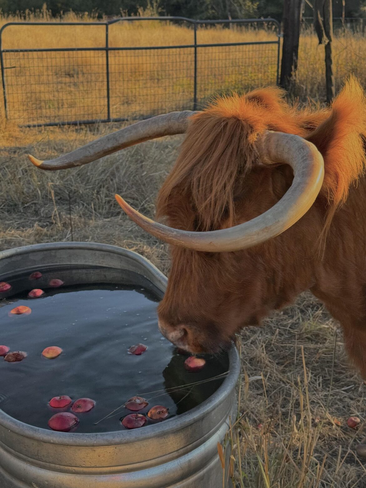 First or second cut? First or second cut?