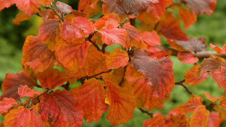 Blazing red foliage of large fothergilla in autumn