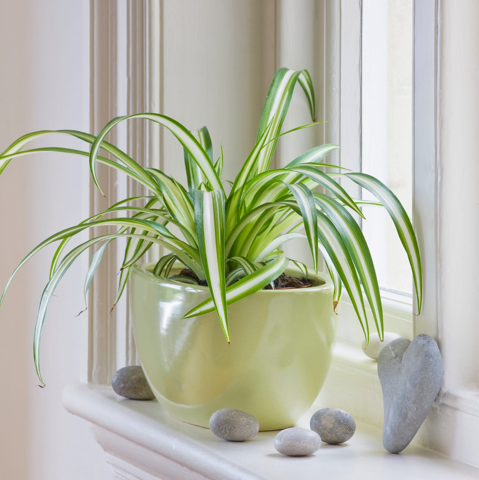 best plants for bedroom spider plant