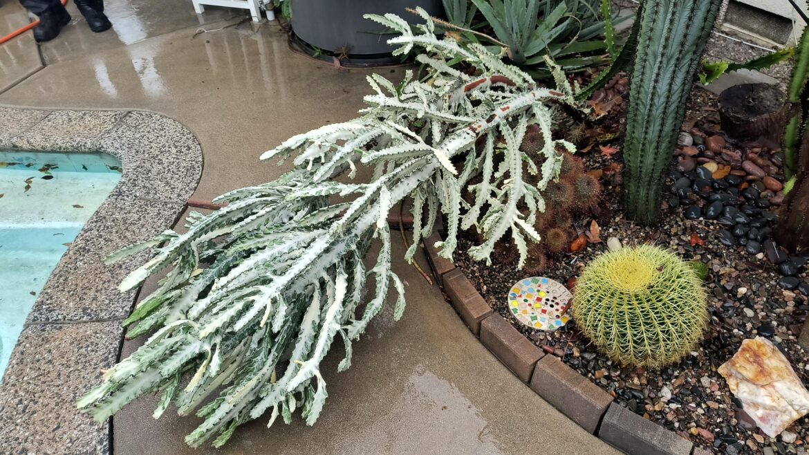 Euphorbia Lactea fell over in the rain