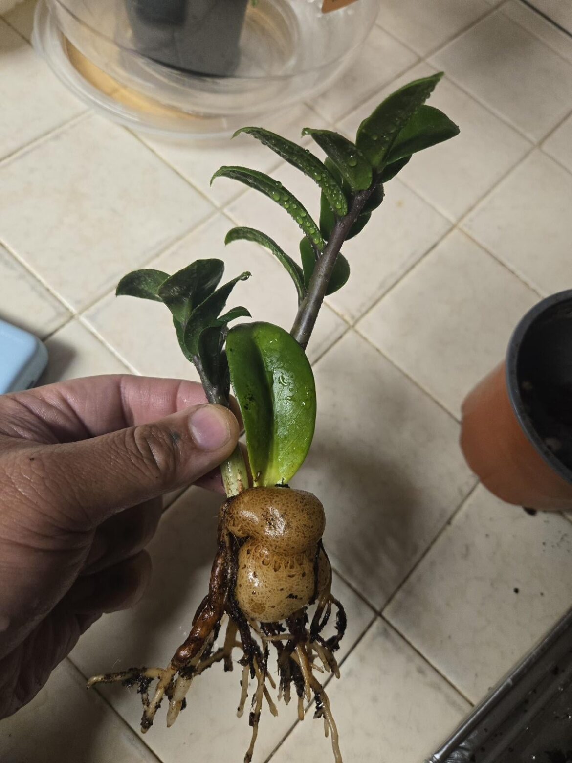 ZZ Plant propagated from a single leaf cutting in coconut coir. (Leaf still attached and growing