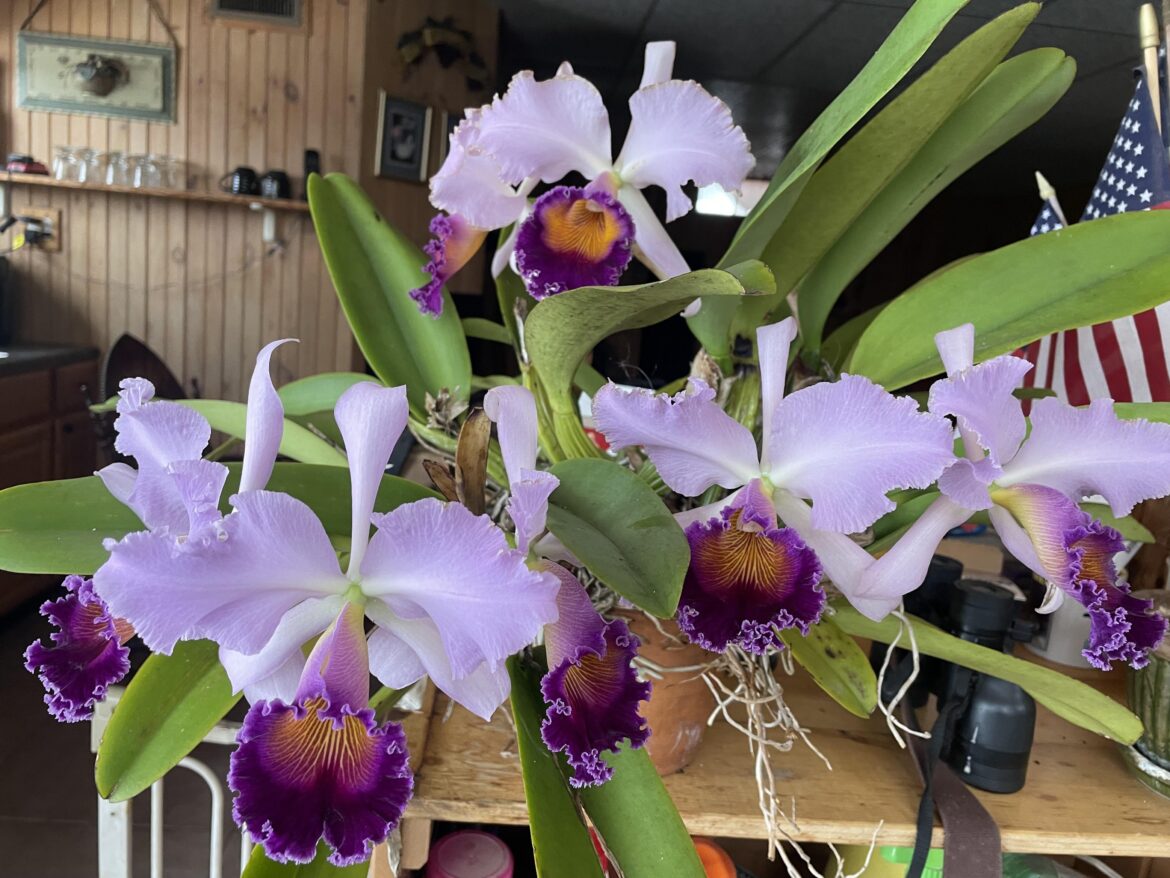 Beautiful Orchid Blooms!