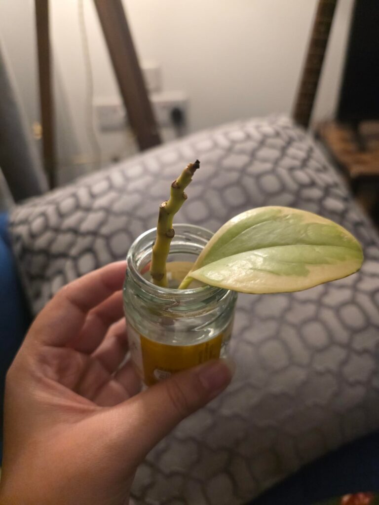 My Pepperomia Prop My Pepperomia Prop
