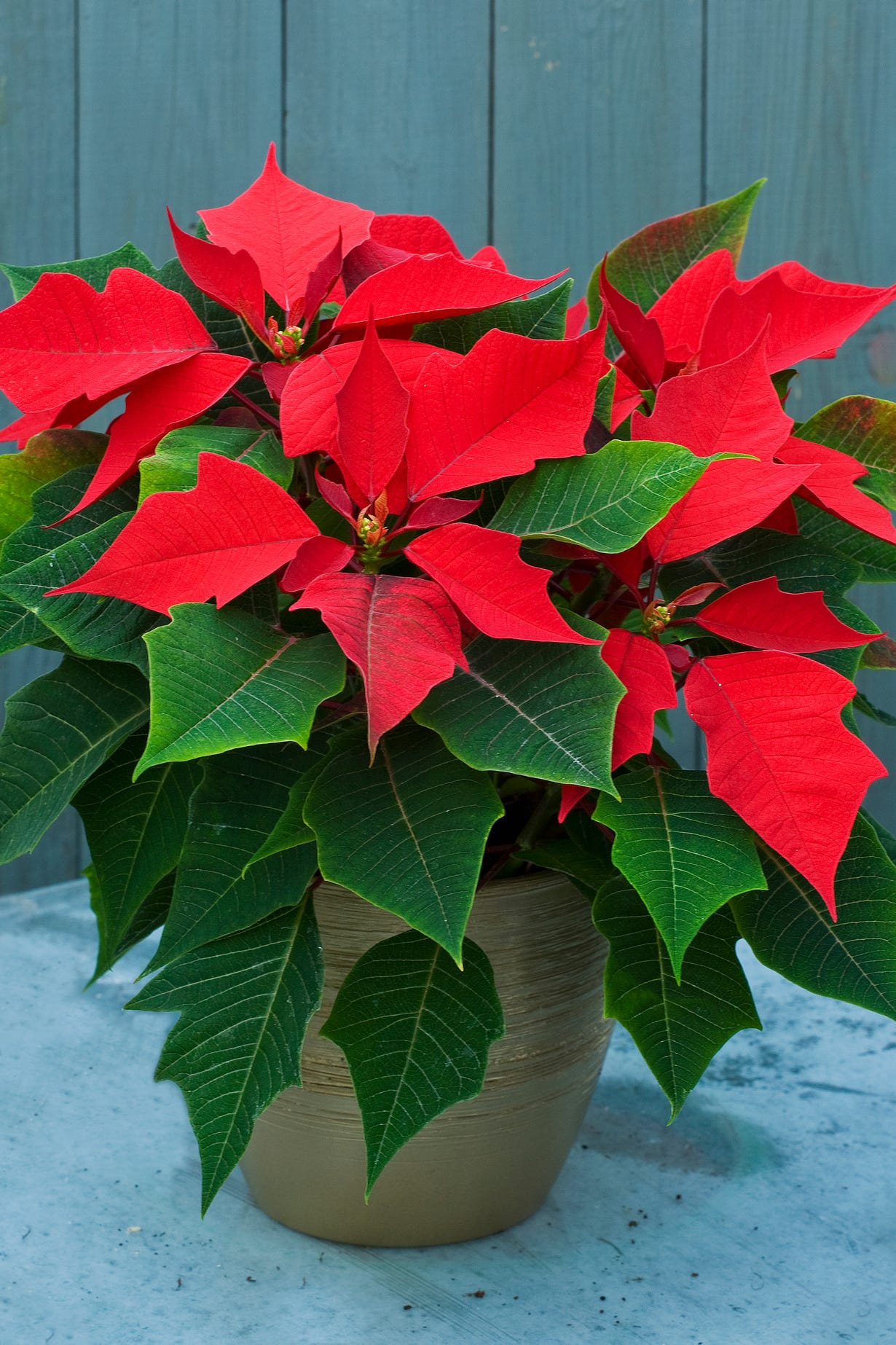 summerfield nurseries, kent poinsettia 'cortez red' in container euphorbia pulcherrima, christmas