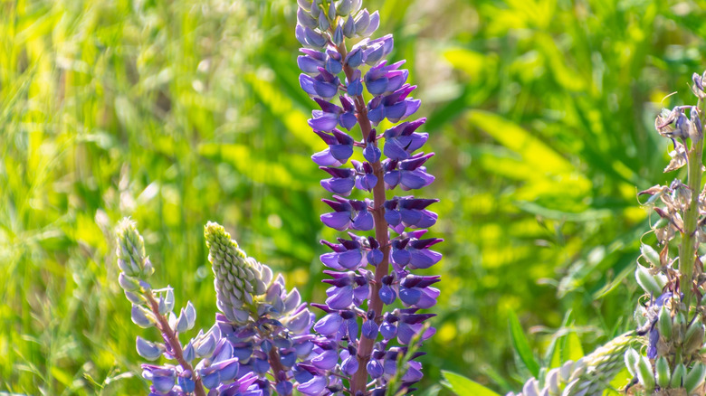 flowers of wild or Sundial lupine