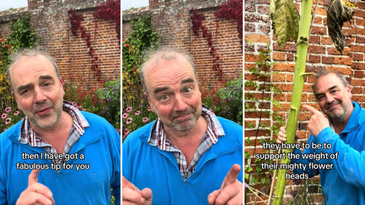 Expert demonstrates ancient technique for growing a stronger garden: ‘Great tip’ One gardener is teaching how to repurpose sunflower stalks for naturally supportive garden structures.