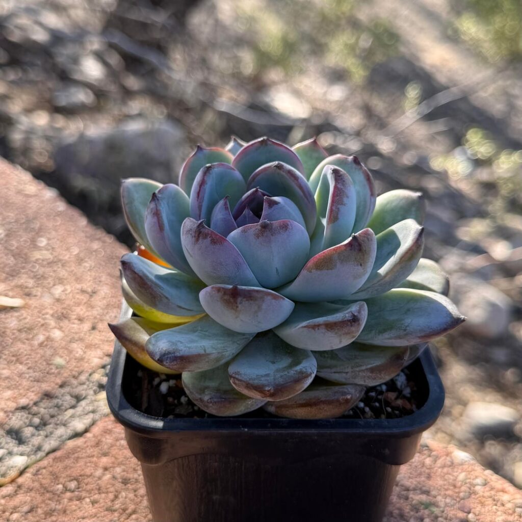 plant mail yaya