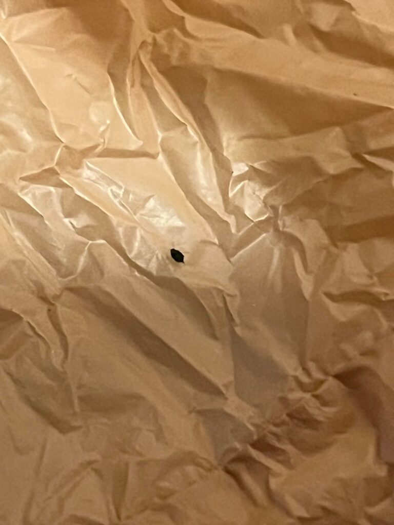 What is this bug?