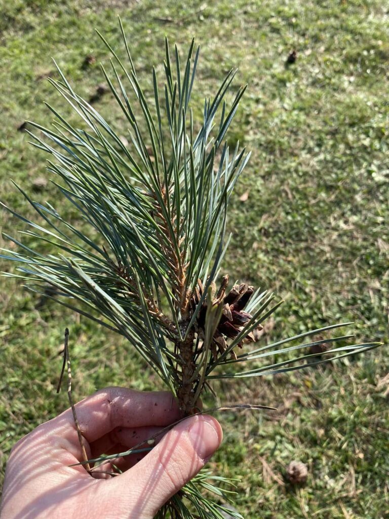 guys could you tell me which pine tree is this?