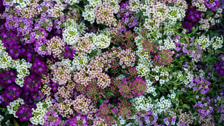 purple, white, and pink sweet alyssum