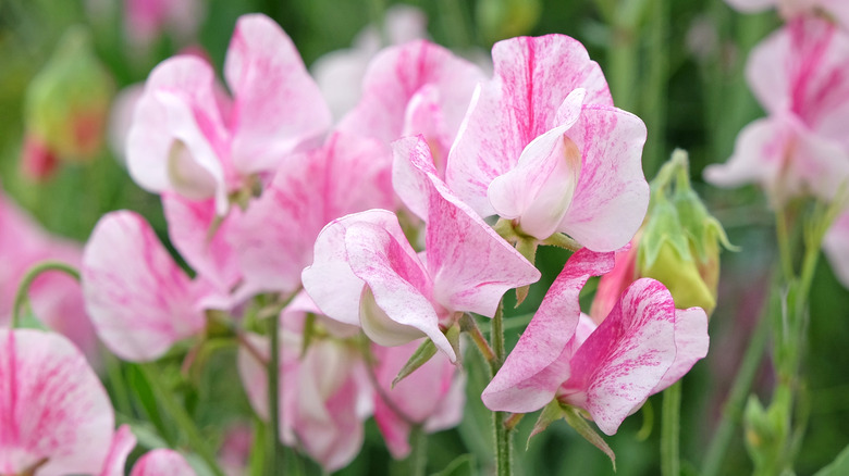 blush pink sweet peas