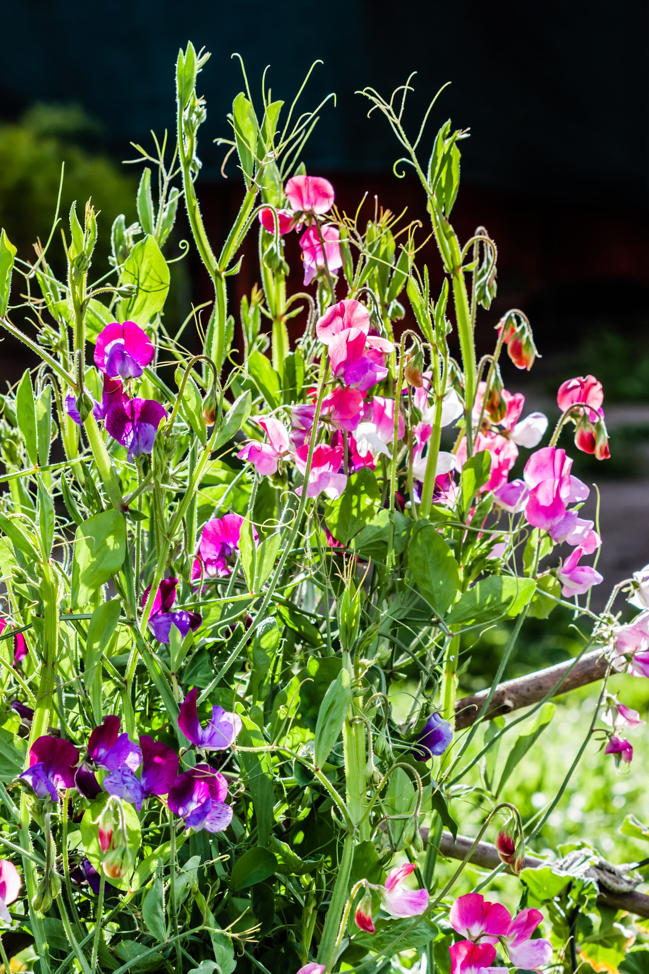 sweet peas growing outside