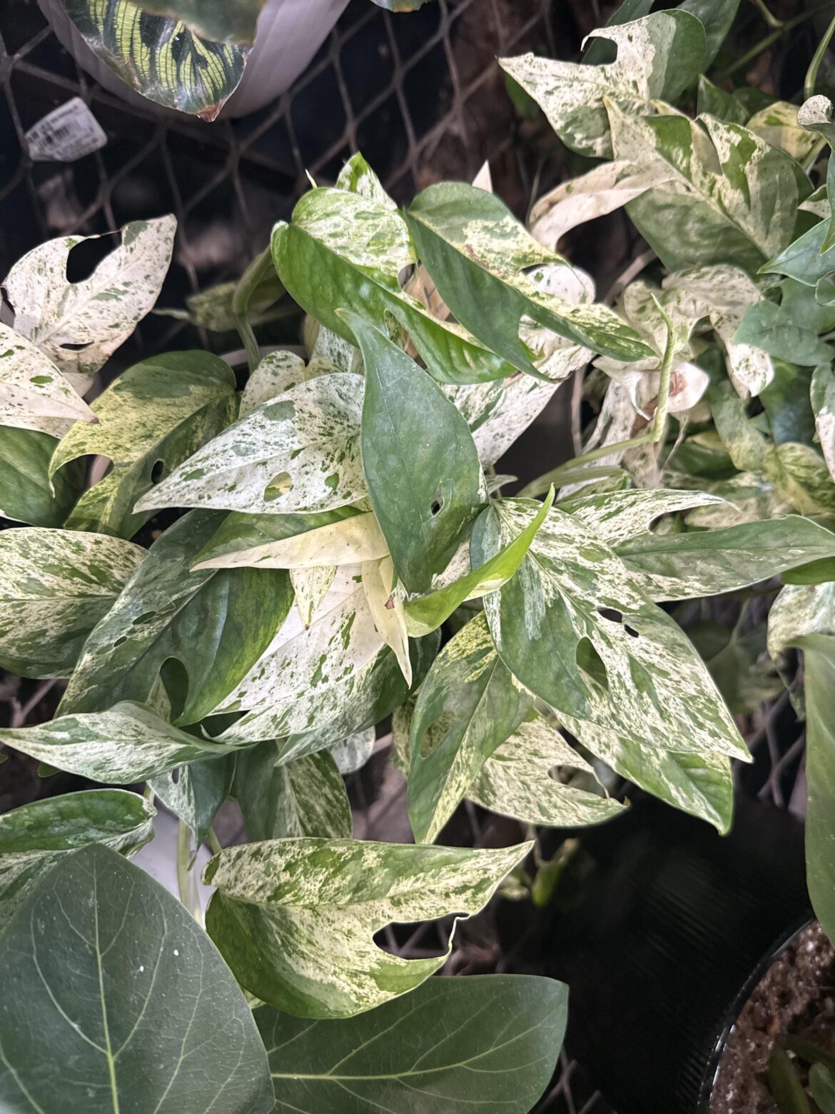 What type of Pothos?