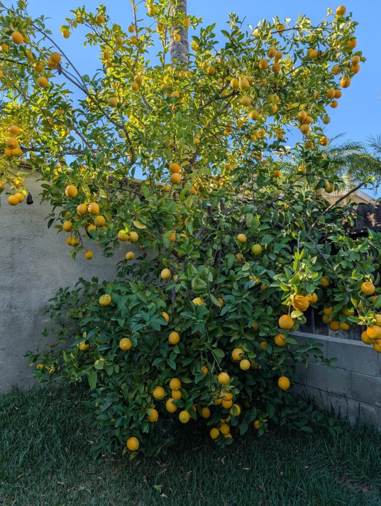 What is this plant. We call it a Le’Orange. What is this plant. We call it a Le'Orange.