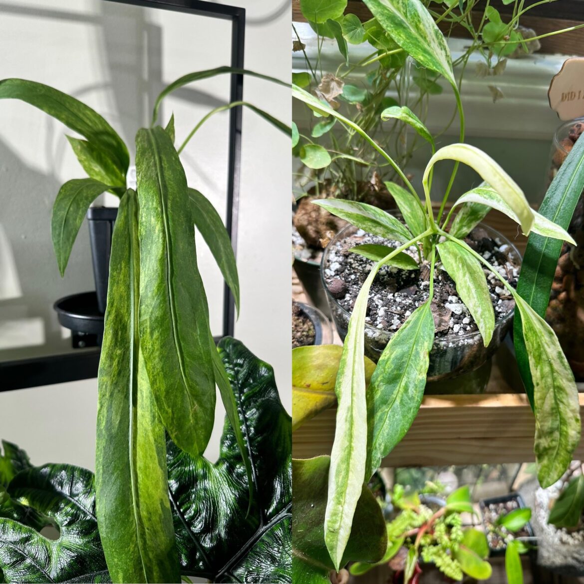 A tale of two Vitties