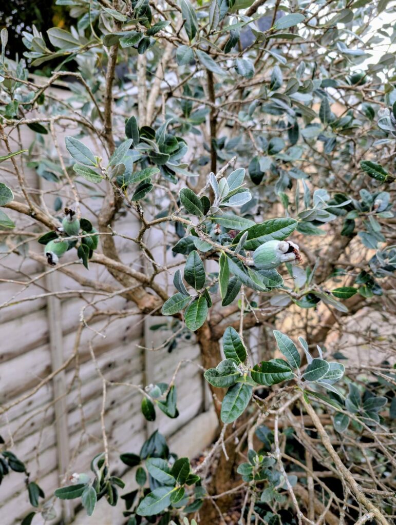 Guess the plant/ Fruit