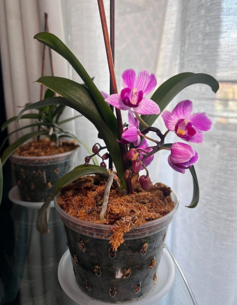 My first year with orchids