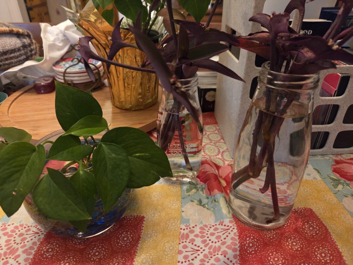 Pothos round 3 and first time trying purple heart
