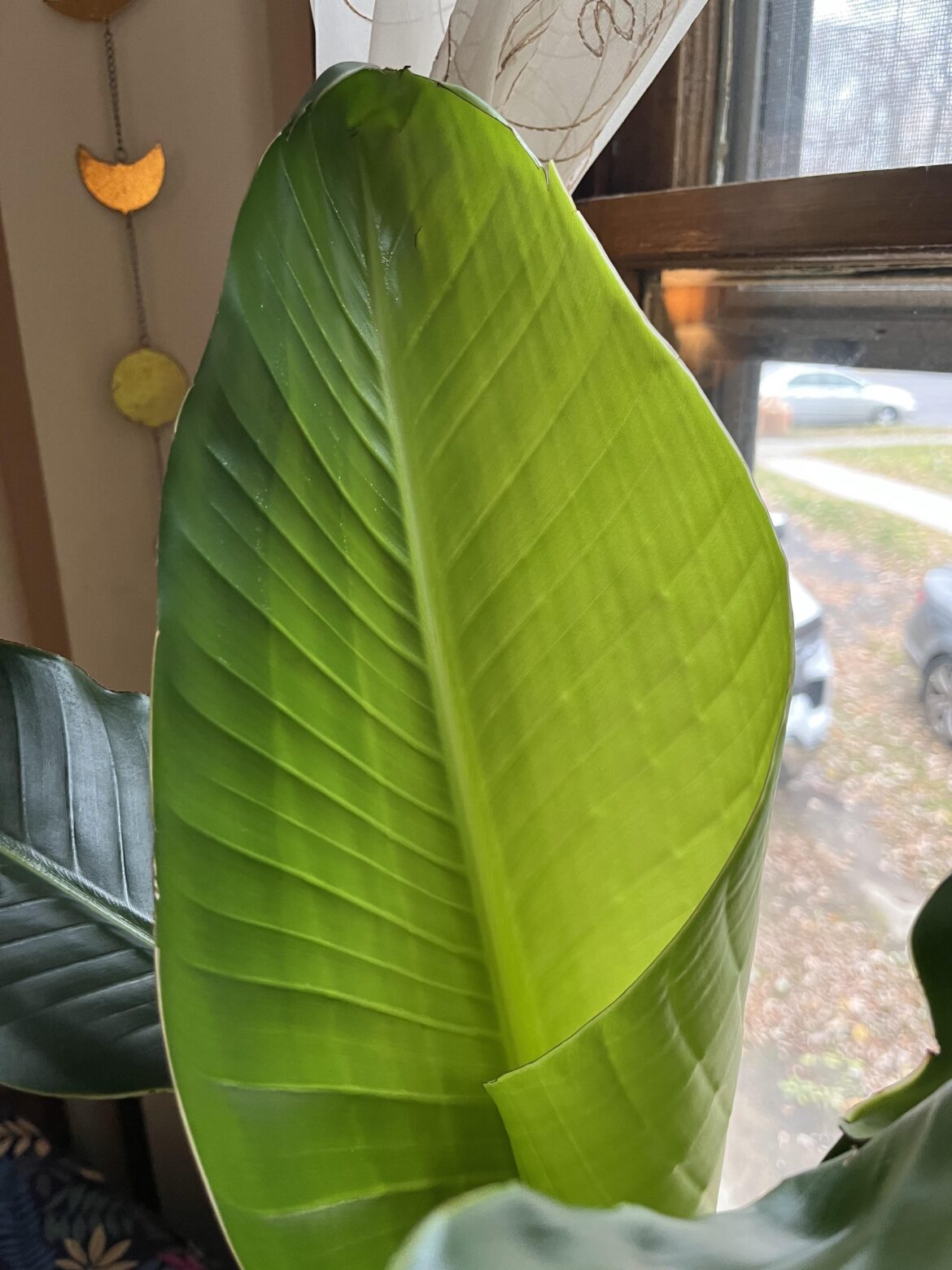 Don't you just love the green gradient on a new BOP leaf?